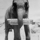 Illustration for article titled Strange Historic Photos Of Intelligent Animals